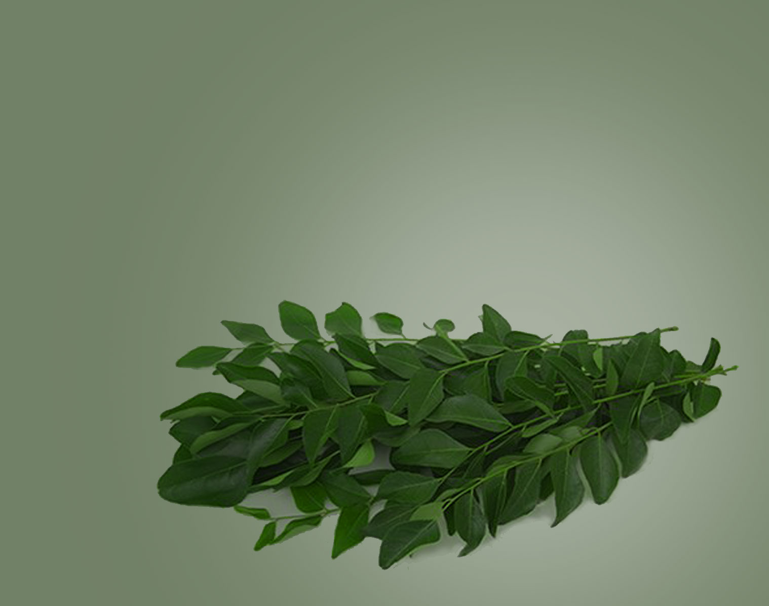 curry-leaf.jpg